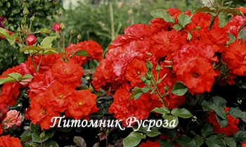 CADILLAC (POULCS010)