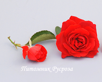 CADILLAC (POULCS010)