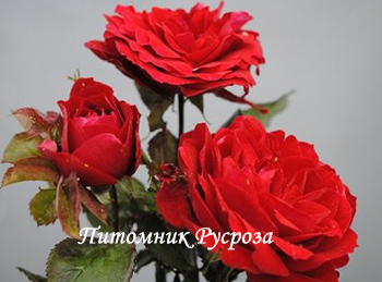 CADILLAC (POULCS010)