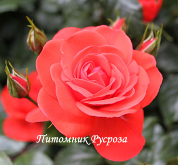 CADILLAC (POULCS010)