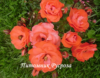 CADILLAC (POULCS010)