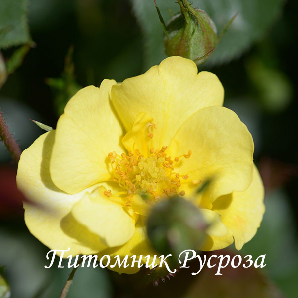 CAMAIEU JAUNE BORDURE (DELMUTCAM)