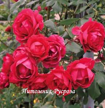 AVALANCHE ROSE (DELAVAL)