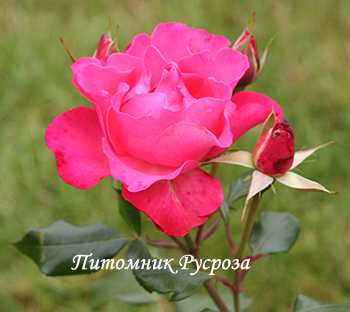 AVALANCHE ROSE (DELAVAL)