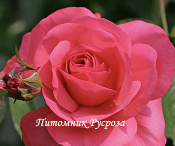 AVALANCHE ROSE (DELAVAL)