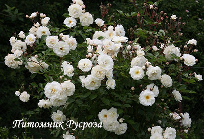 AVE MARIA (BOHM JAN)