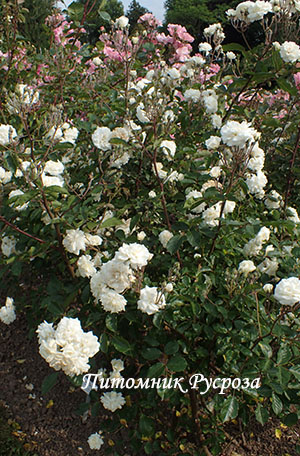 AVE MARIA (BOHM JAN)