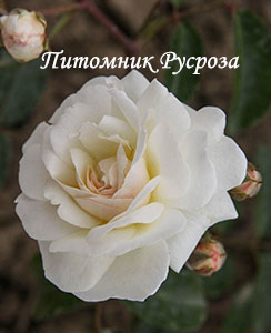 AVE MARIA (BOHM JAN)