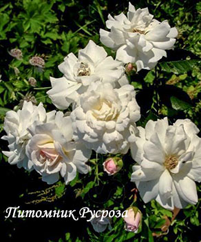 AVE MARIA (BOHM JAN)