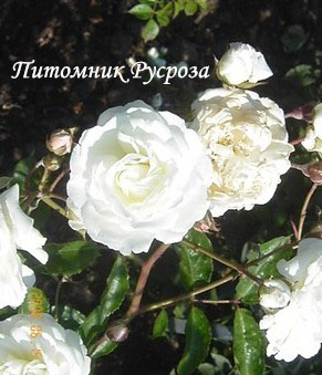 AVE MARIA (BOHM JAN)