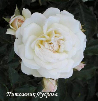 AVE MARIA (BOHM JAN)