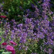 Котовник Фассена 