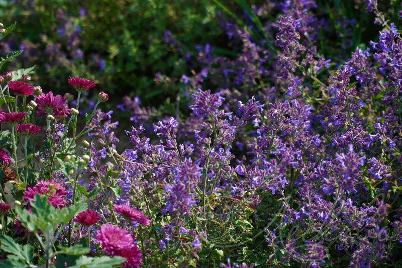 Котовник Фассена 