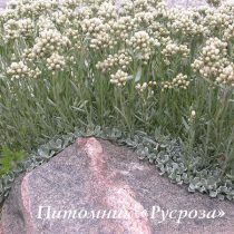 Кошачья лапка 