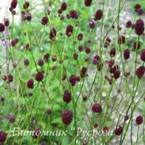 Кровохлебка 