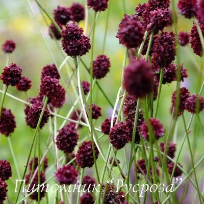 Кровохлебка 