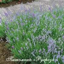 Лаванда 