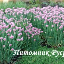 Лук скорода 