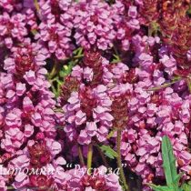 Прунелла крупноцветковая 