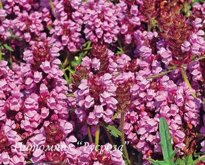 Прунелла крупноцветковая 