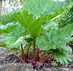 Ревень волнистый 