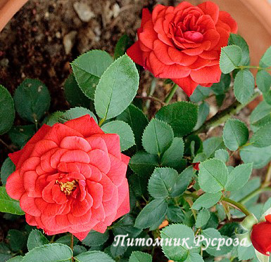 BABY BACCARA (MEIpaede)