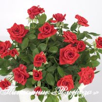 BABY BACCARA (MEIpaede)