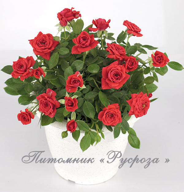 BABY BACCARA (MEIpaede)