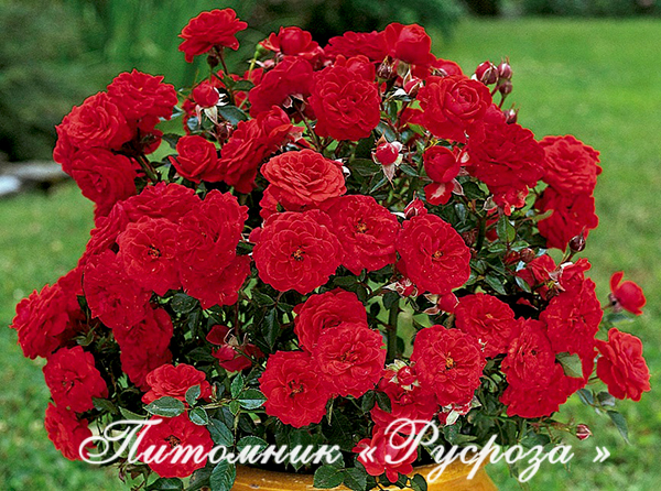 BABY BACCARA (MEIpaede)