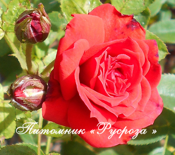 BABY BACCARA (MEIpaede)