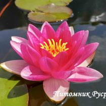 Нимфея (кувшинка) 