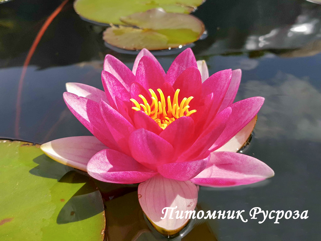 Нимфея (кувшинка) 