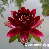 Нимфея (кувшинка) 