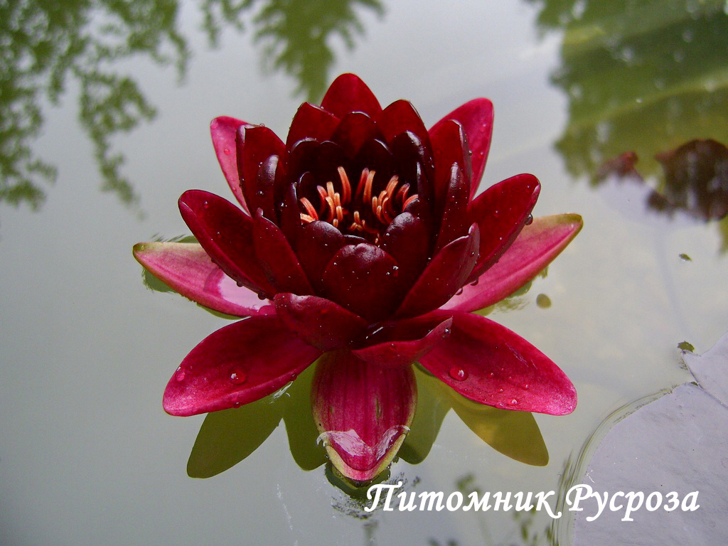 Нимфея (кувшинка) 