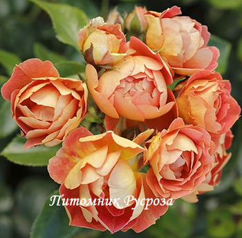 BIENENWEIDE MANGO