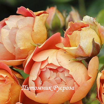 BIENENWEIDE MANGO