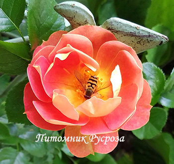 BIENENWEIDE MANGO