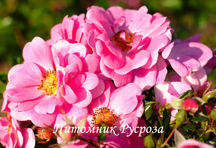 BIENENWEIDE ROSA