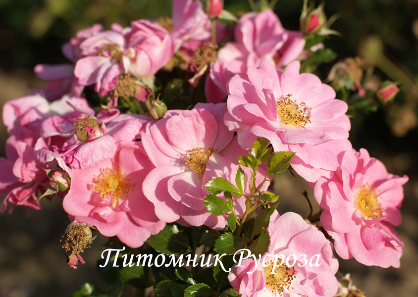 BIENENWEIDE ROSA