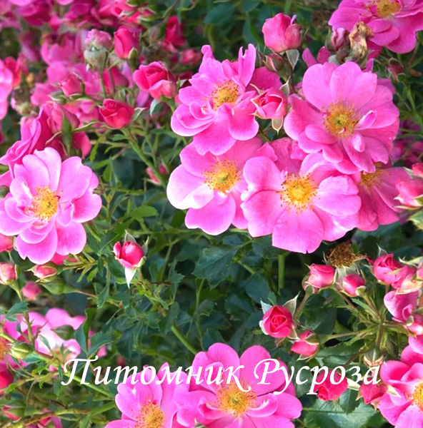 BIENENWEIDE ROSA