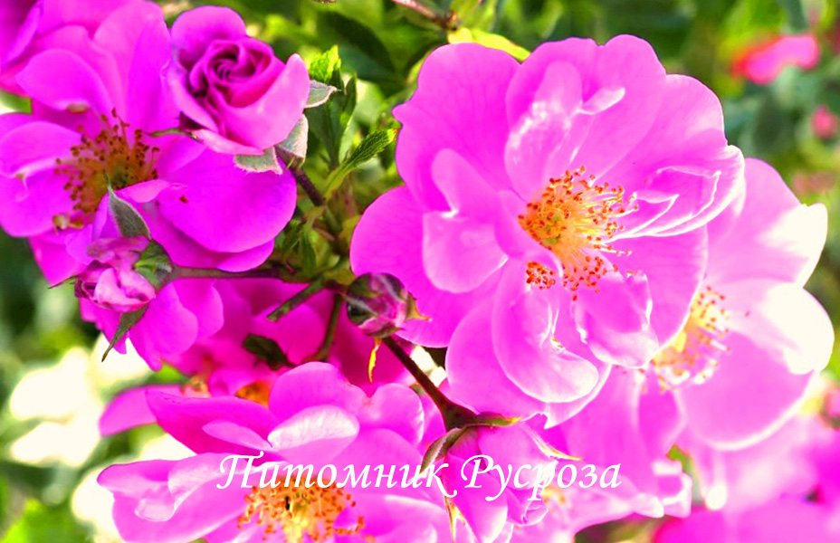 BIENENWEIDE ROSA