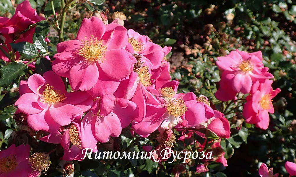 BIENENWEIDE ROSA