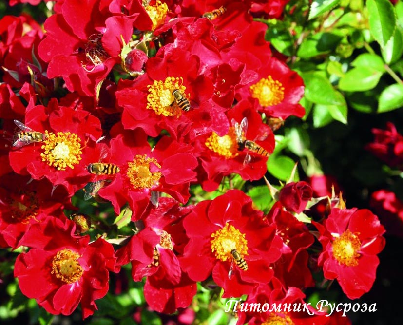 BIENENWEIDE ROT