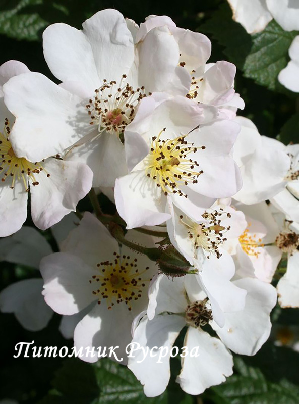 BIENENWEIDE WEISS