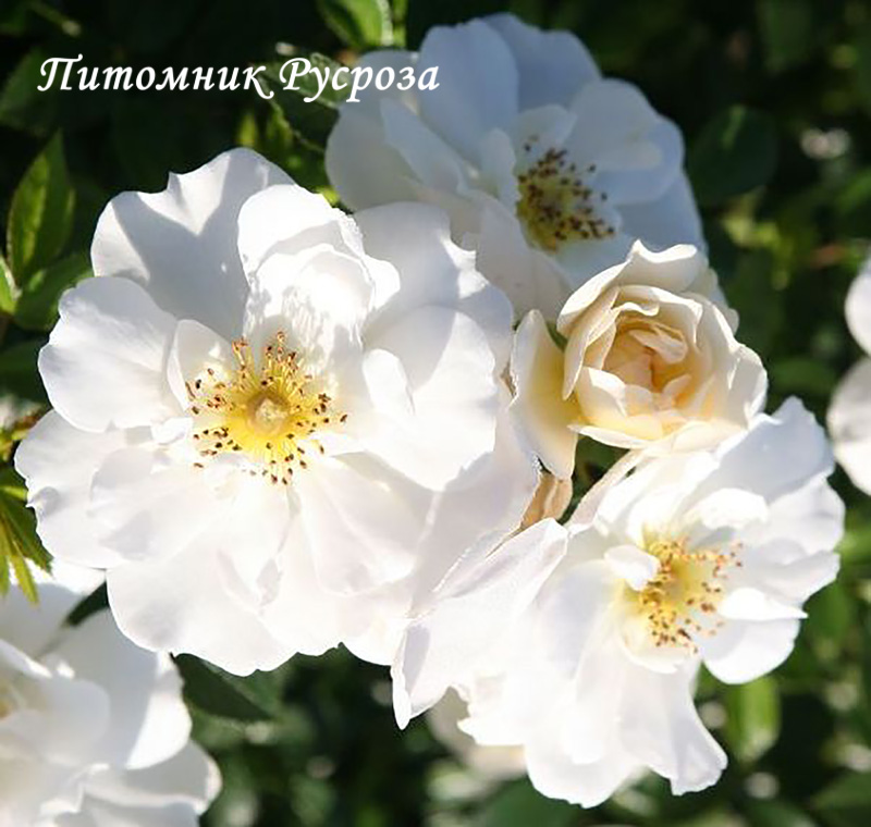 BIENENWEIDE WEISS
