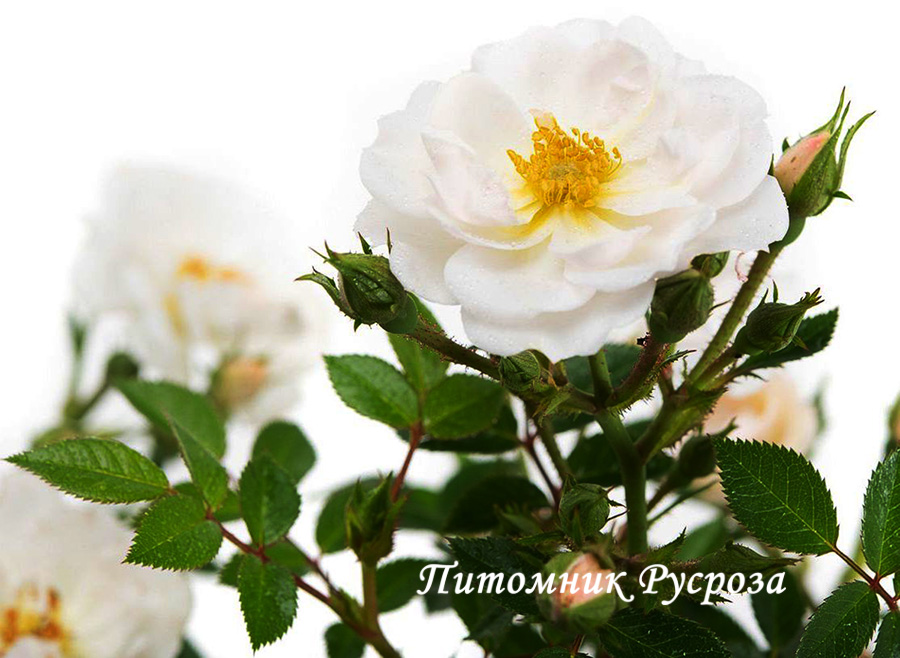 BIENENWEIDE WEISS
