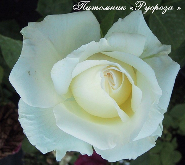 CHOPIN FREDERIC ШТ 90-100