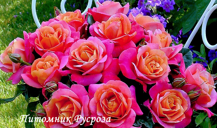 CHRICIMM ШТ 80-110