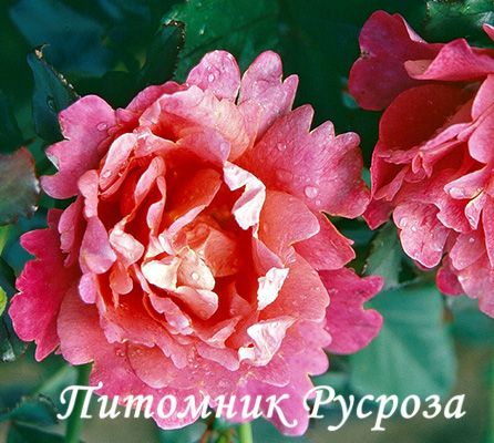 CHRICIMM ШТ 80-110
