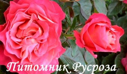 CHRICIMM ШТ 80-110